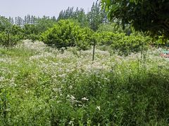 -前小桔亲子创意农场·草莓采摘·露营烧烤