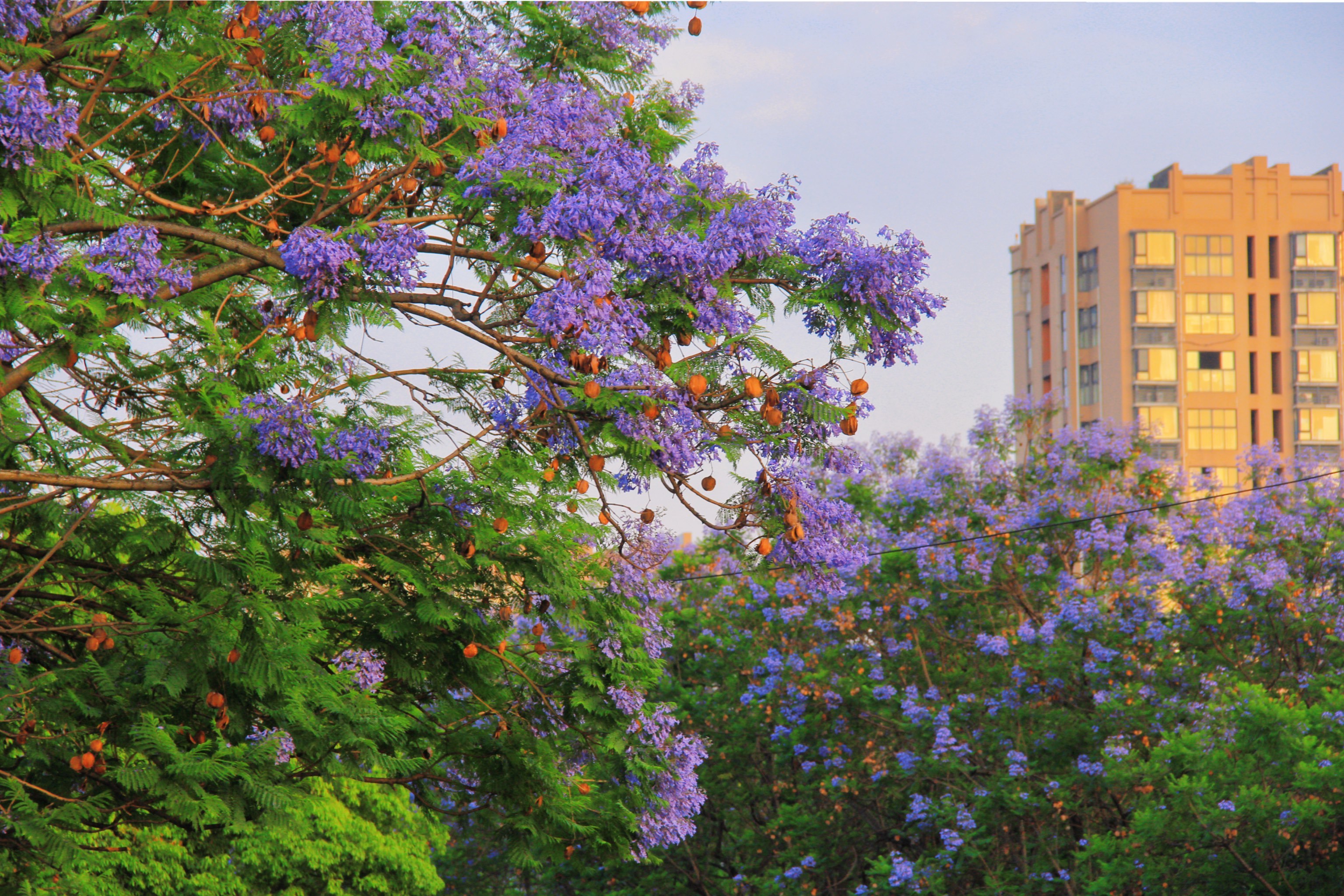 救命🆘|武晋路蓝花楹也太好拍了吧