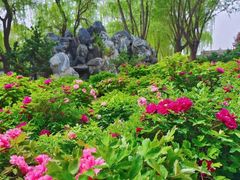 -石家庄市植物园