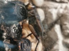 -上海昆虫博物馆