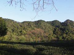-中国茶叶博物馆(双峰馆区)