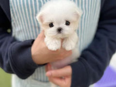 -萌宠之家·腊肠犬·马尔泰·小体犬舍