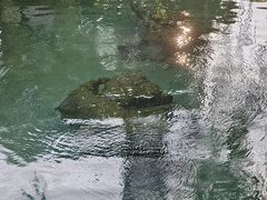 -趵突泉景区