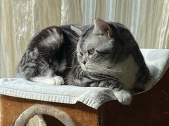 -纳吉亚猫专科动物诊疗中心(蒋宅口分院)