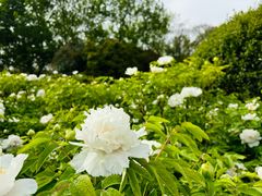 -洛阳市隋唐城遗址植物园