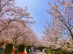 -顾村公园