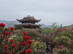 -贵州百里杜鹃风景名胜区