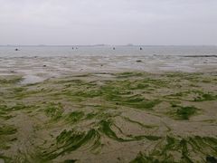 -北海金海湾红树林生态旅游区