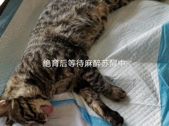 -瑞派长江宠物医院·猫科·外科·24小时夜护(谊城公寓分院)