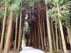 -武陵山森林公园