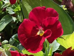 -陕味食族油泼面·小炒盖码面(双榆树店)