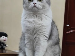 -猫十亿·布偶金渐层·曼基康矮脚猫舍(青年路店)