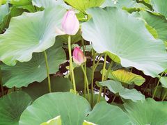 -莲花池公园
