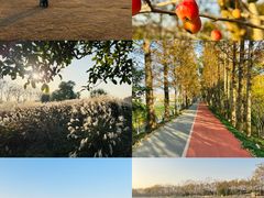 -上海长兴岛郊野公园