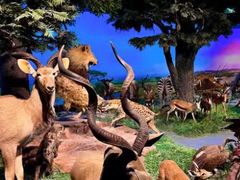 -国家自然博物馆