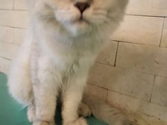 -萌喵咖啡屋(人民东路4号口M16商铺店)
