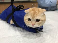 -瑞派名望志远动物医院·猫科·內科·异宠专科(直港大道店)