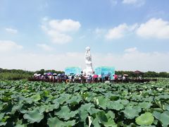 -荷塘月色湿地公园·向阳花洲