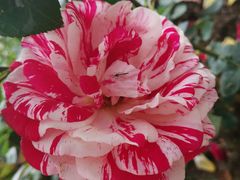 -合肥滨湖国家森林公园