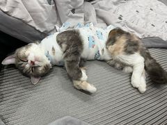 -乐派堂宠物医院·猫友好· 心脏科(东街店)