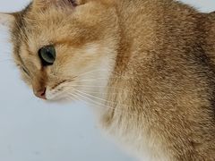 -糯米喵星人·撸猫猫舍咖啡馆(西市场嘉华店)