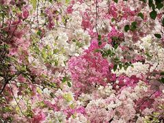 -深圳国际园林花卉博览园