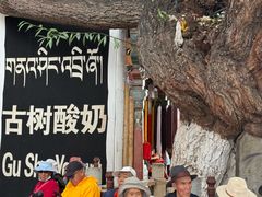 门面-古树酸奶
