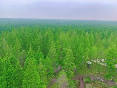 -黄海国家森林公园