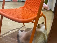 -1013 PET SHOP精品宠物商店(丁香店)