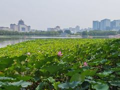 -莲花池公园