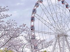 -顾村公园