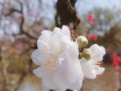 -南汇桃花村