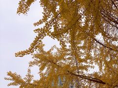 -成都市活水公园