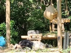 -深圳野生动物园