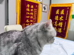 -半岛宠物医院24小时(科华中路店)