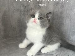 -小猫来了·猫舍(红山六九七九店)