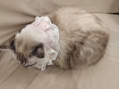 -怪兽屋·羊驼·猫咖·狗咖(俊华广场店)