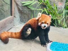 -香港海洋公园