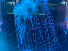 -苏州海洋馆