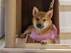 -逗柴咖啡屋·狗咖猫咖宠物桌游