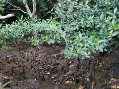 -东寨港红树林旅游区