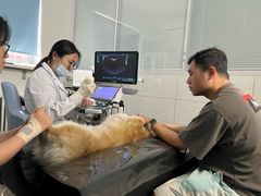 -中国农业大学动物医院
