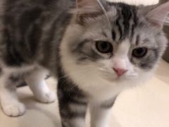 -飞行喵MR PILOT|猫舍·猫咖(静安大融城店)