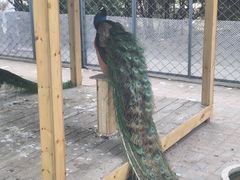 -长白岛森林公园