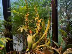 -自由生长植物工作室(深港花卉中心店)