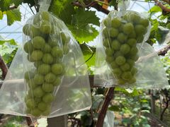 -马陆小张葡萄园农家乐