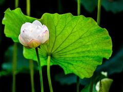 -四川大学(华西校区)