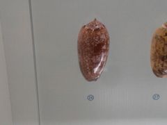 -青岛贝壳博物馆
