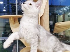 -十年猫舍·猫咪专门店(普陀店)