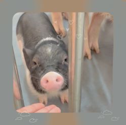 -Moni星球萌宠·小马宝莉·灵蛇·高端高阶全萌宠互动体验俱乐部(红豆国际广场店)